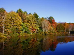 Connecticut Hill Wildlife Area – Go Finger Lakes