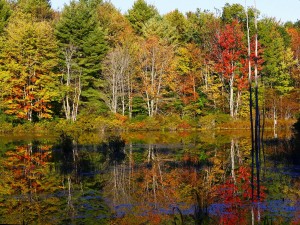 Connecticut Hill Wildlife Area – Go Finger Lakes