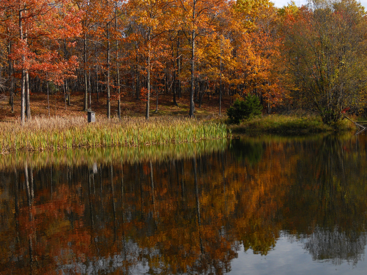 A pond and surrounding trees in autumn