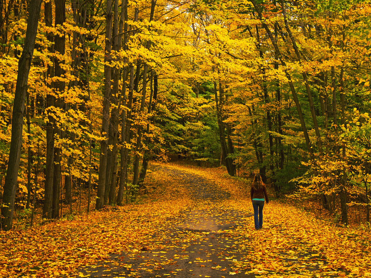 A person walking up a road littered with yellow leaves