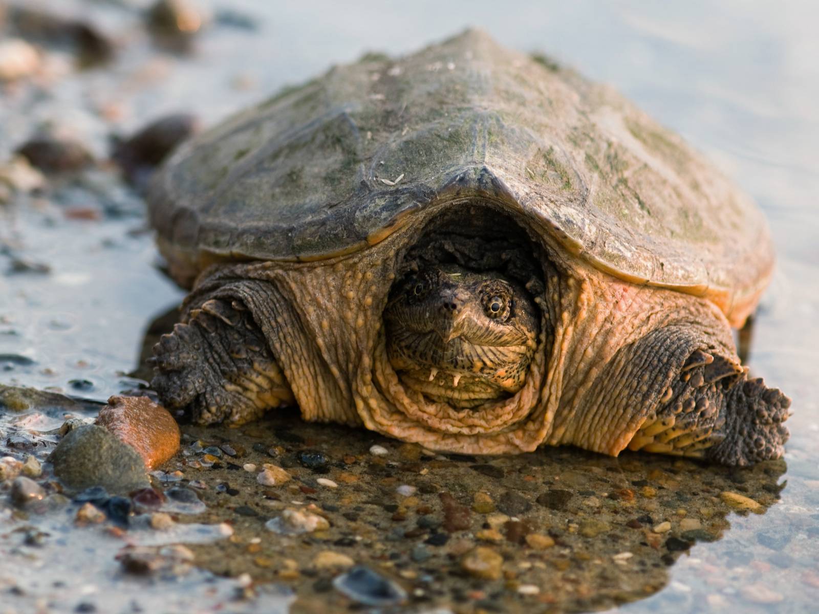 Handle with Care: Snapping Turtles! – Go Finger Lakes